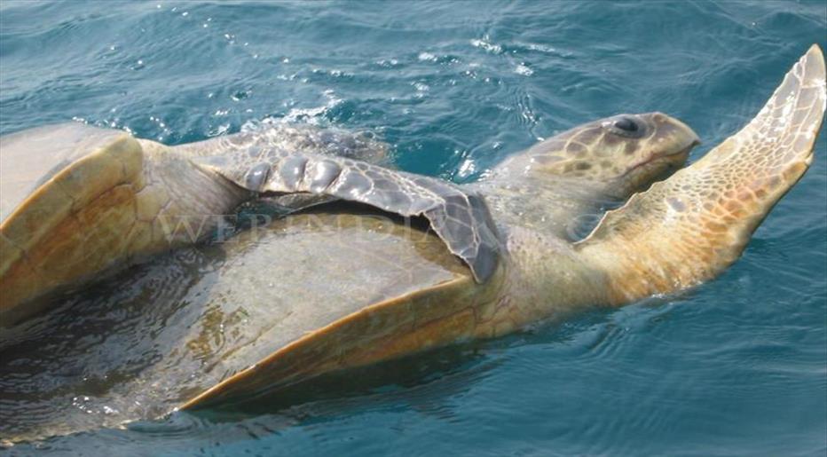 Humans are still the leading threat to Odisha's Olive Ridley Turtles